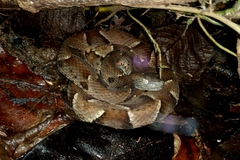 Bothrops muriciensis