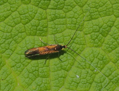 Nemophora pfeifferella