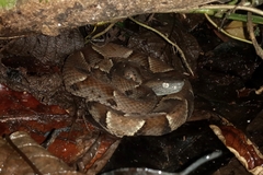 Bothrops muriciensis