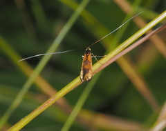 Nemophora pfeifferella