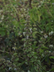 Ocimum gratissimum