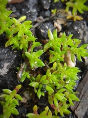 Crassula alata