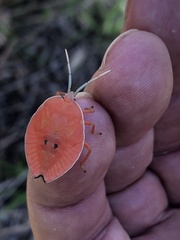 Stilida indecora