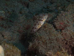 Ctenogobiops aurocingulus