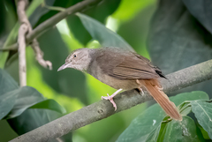 Grey-Olive Greenbul photo 2