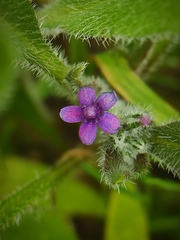 Anchusa aggregata