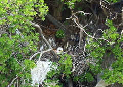 Buteo rufinus
