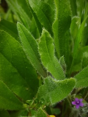 Anchusa aggregata