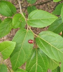Alagoasa nigromaculata