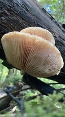 Rhodotus palmatus