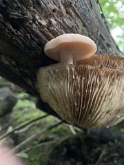 Rhodotus palmatus