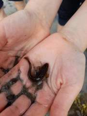 Gaidropsaridae