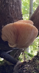 Rhodotus palmatus