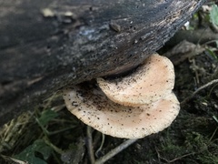 Rhodotus palmatus