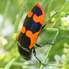 Castiarina bremei