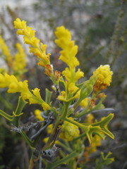 Synaphea spinulosa