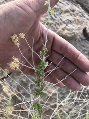 Brickellia baccharidea
