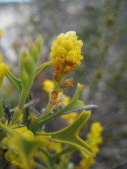 Synaphea spinulosa