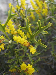Synaphea spinulosa