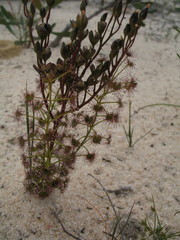 Drosera humilis