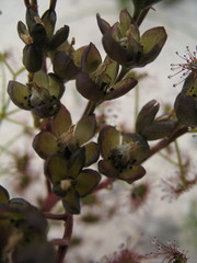 Drosera humilis