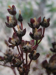 Drosera humilis