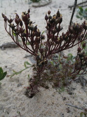 Drosera humilis