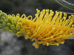 Grevillea eriostachya