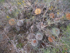 Banksia sphaerocarpa