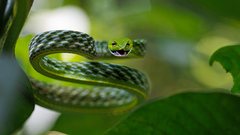 Ahaetulla farnsworthi