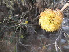 Banksia sphaerocarpa
