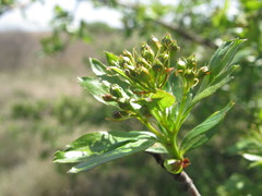Crataegus ambigua