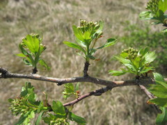 Crataegus ambigua