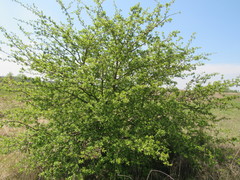 Crataegus ambigua