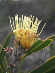 Hakea eneabba