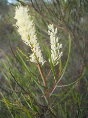 Grevillea biformis