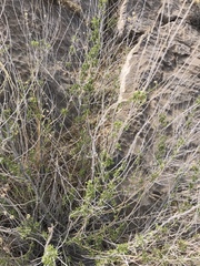 Brickellia baccharidea