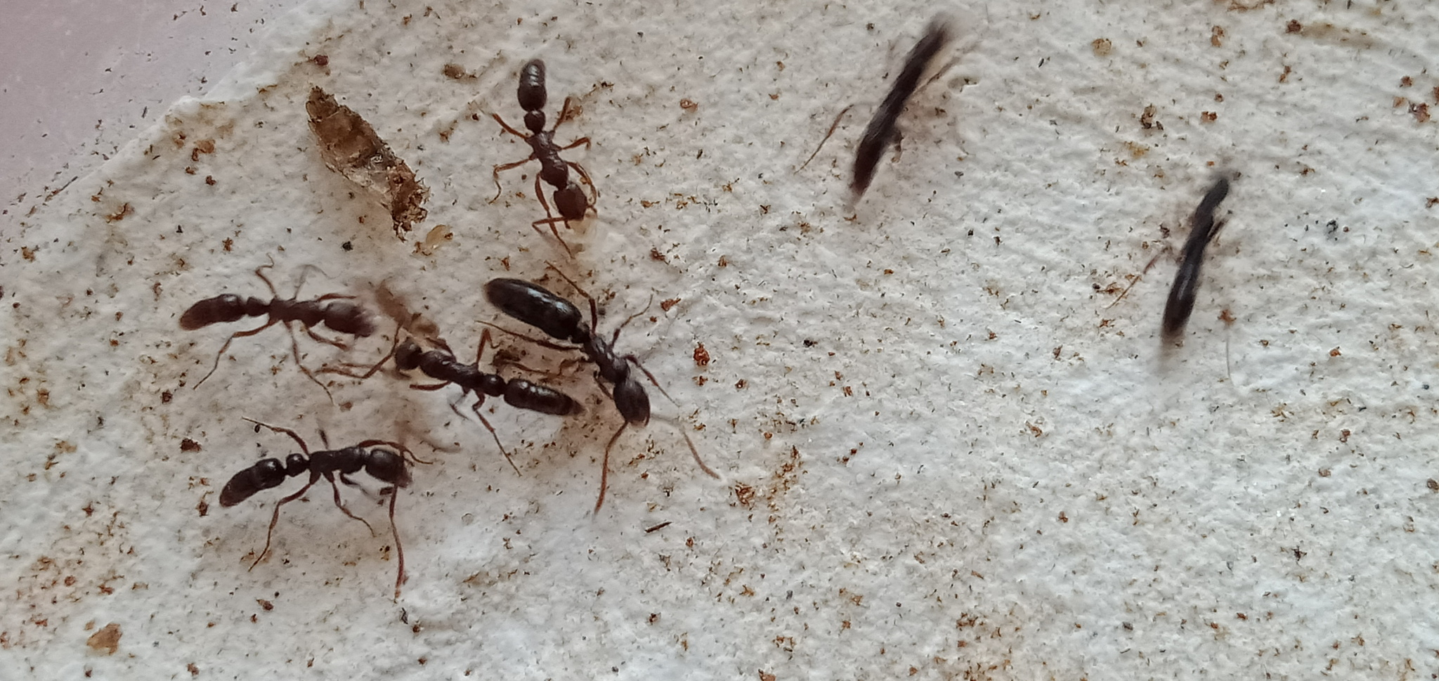 Leptogenys hysterica