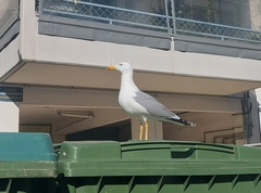 Larus michahellis
