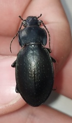Carabus perrini planus