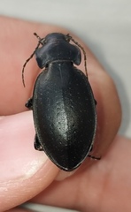 Carabus perrini planus