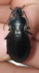 Carabus perrini planus