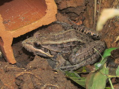 Leptodactylus paranaru