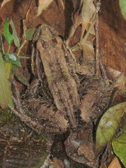 Leptodactylus paranaru