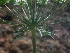 Visnaga daucoides