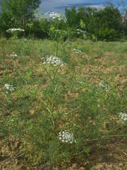 Visnaga daucoides