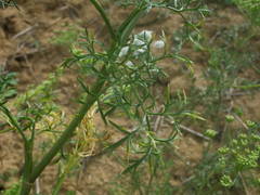 Visnaga daucoides