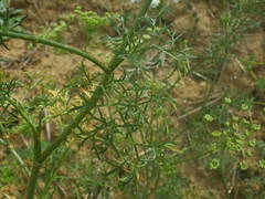 Visnaga daucoides