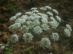 Visnaga daucoides