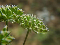 Visnaga daucoides